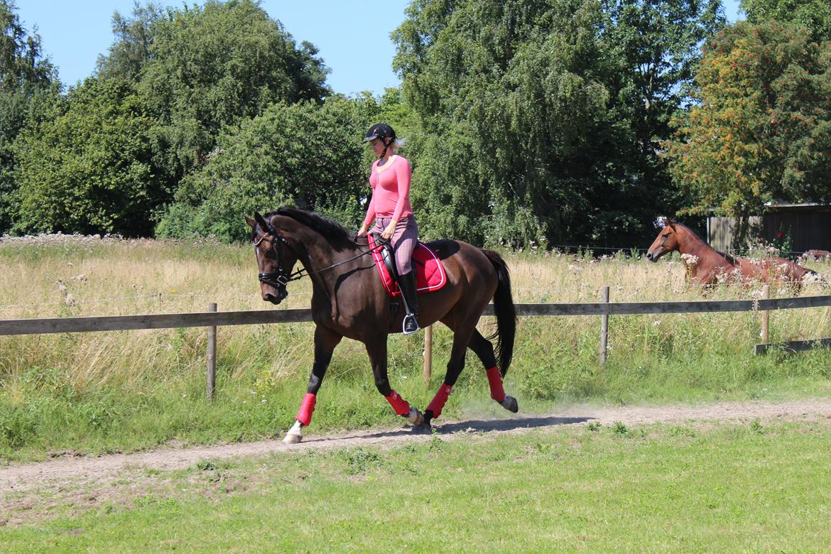 Dansk Varmblod KOKO R.I.P billede 11