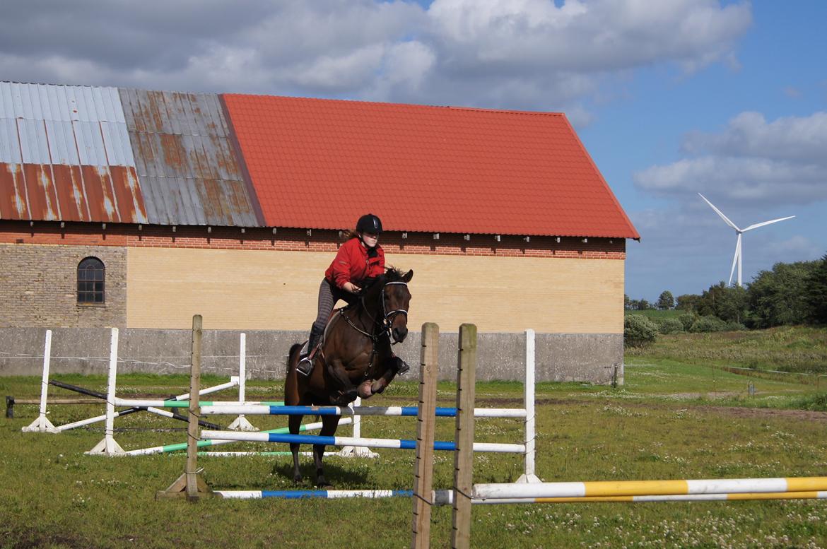 Dansk Varmblod ADRIANE billede 13