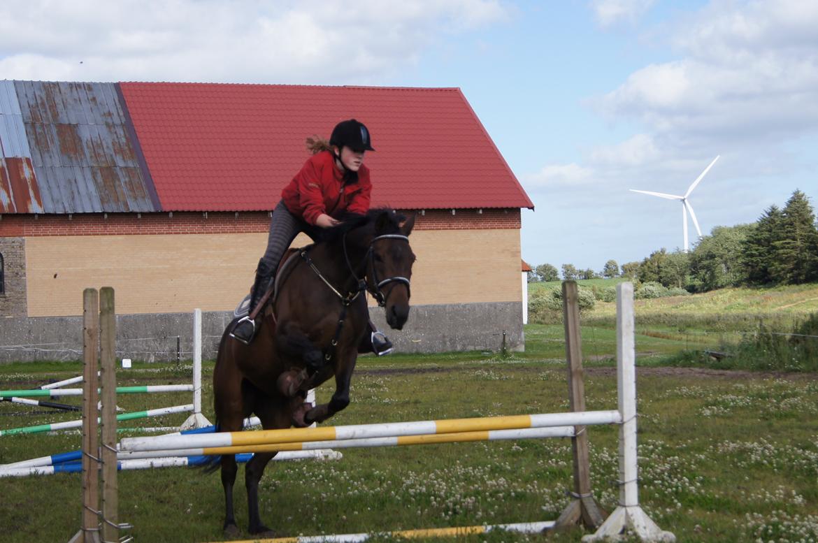 Dansk Varmblod ADRIANE billede 6