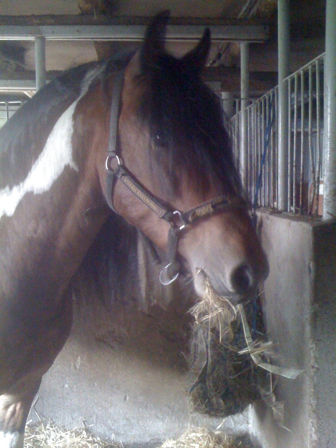 Barockpinto Indiana Jones billede 1