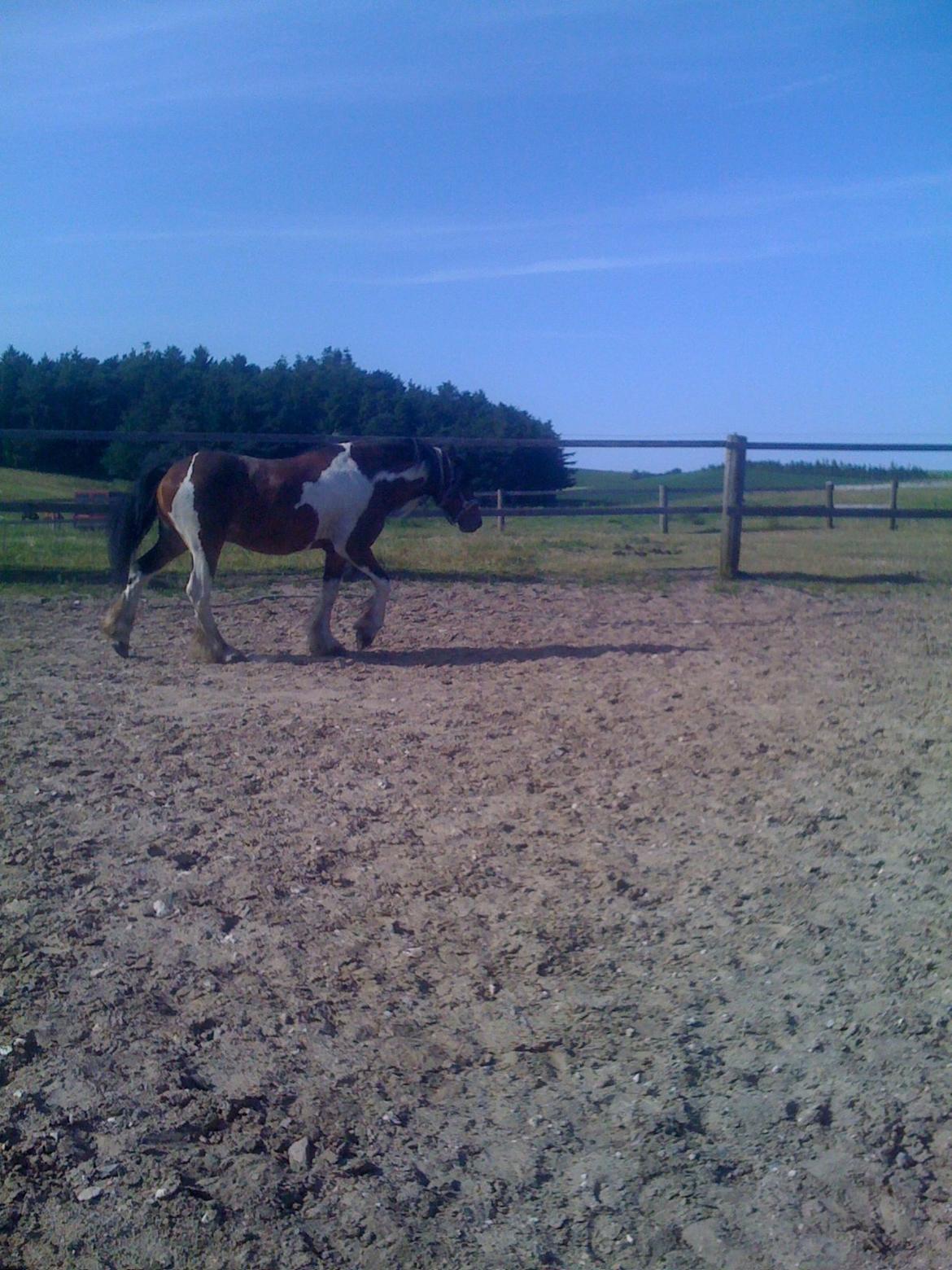 Barockpinto Indiana Jones billede 2