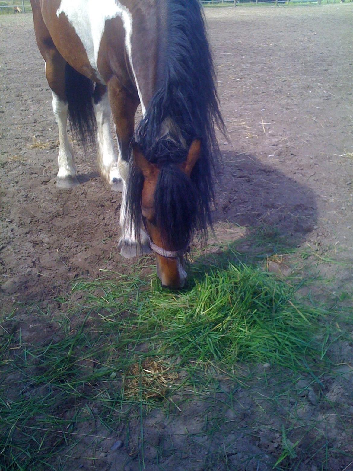 Barockpinto Indiana Jones billede 3