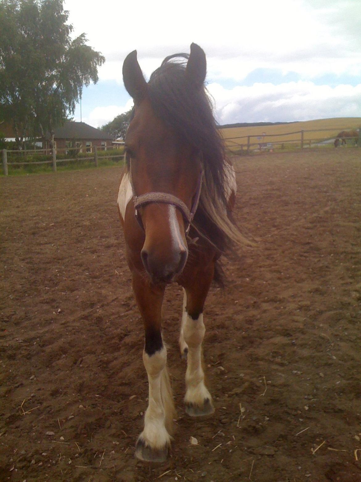 Barockpinto Indiana Jones billede 4