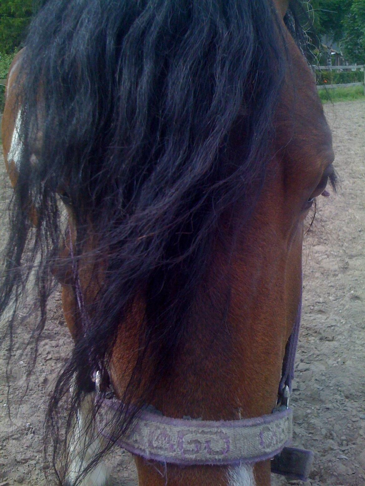 Barockpinto Indiana Jones billede 5