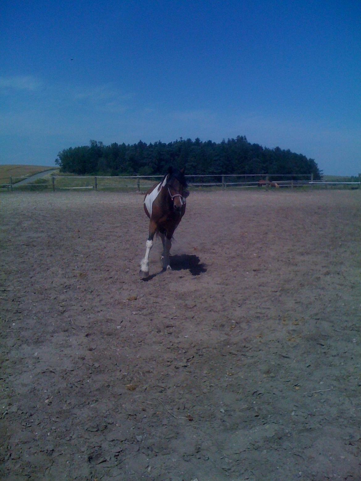 Barockpinto Indiana Jones billede 6