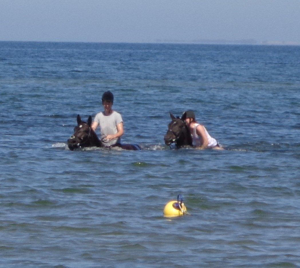 Anden særlig race Miss Shadow billede 1