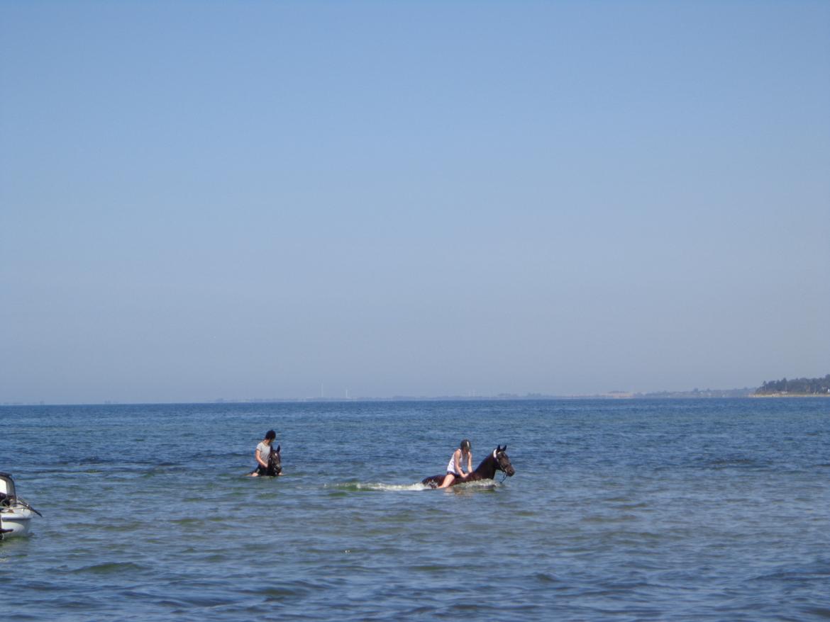 Anden særlig race Miss Shadow billede 2