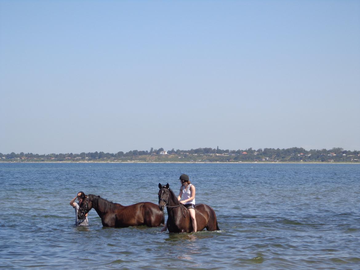 Anden særlig race Miss Shadow billede 3