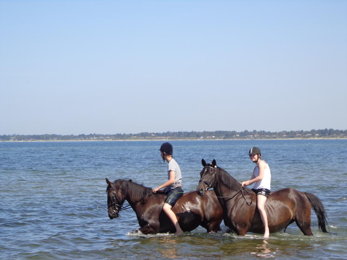Anden særlig race Miss Shadow billede 4