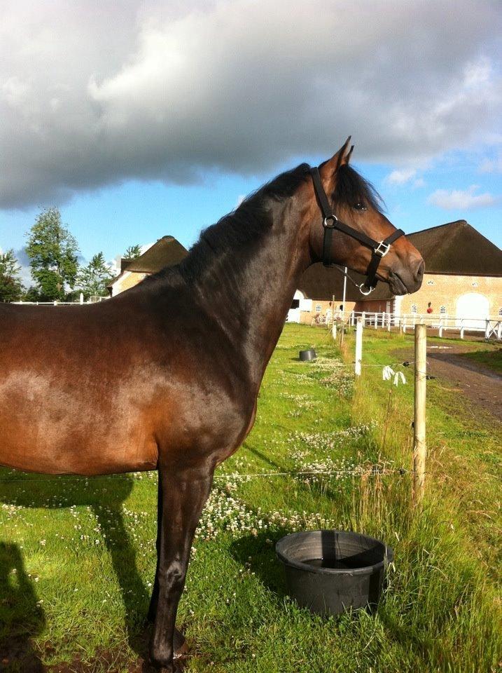 Dansk Varmblod Lunderup's Larina RDH billede 9