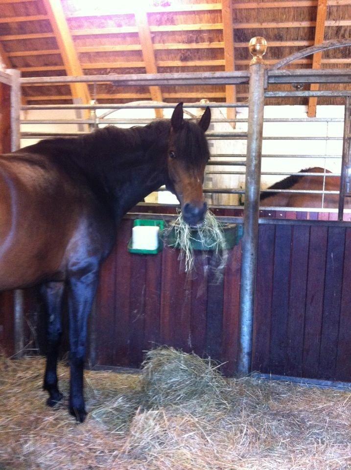 Dansk Varmblod Lunderup's Larina RDH billede 11