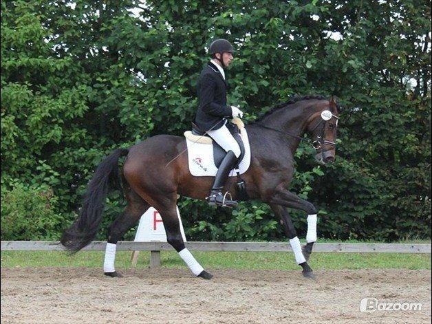 Dansk Varmblod Lunderup's Larina RDH billede 7