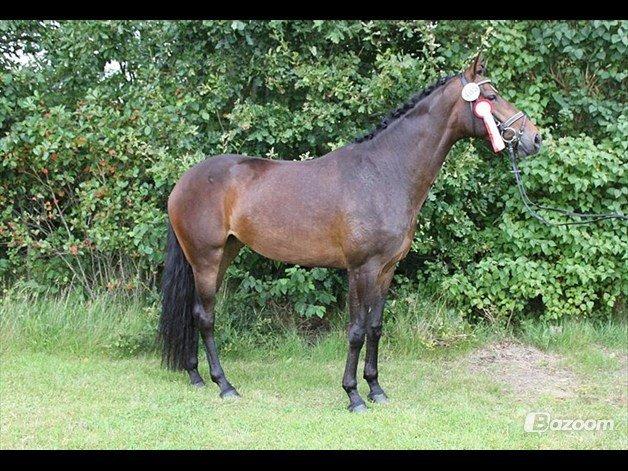 Dansk Varmblod Lunderup's Larina RDH billede 13