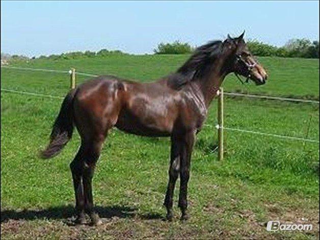 Dansk Varmblod Lunderup's Larina RDH billede 14