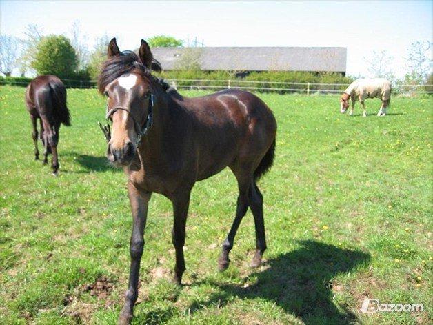 Dansk Varmblod Lunderup's Larina RDH billede 15