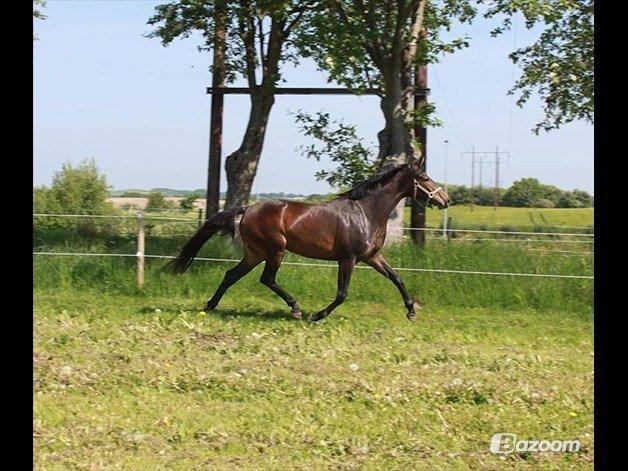 Dansk Varmblod Lunderup's Larina RDH billede 16