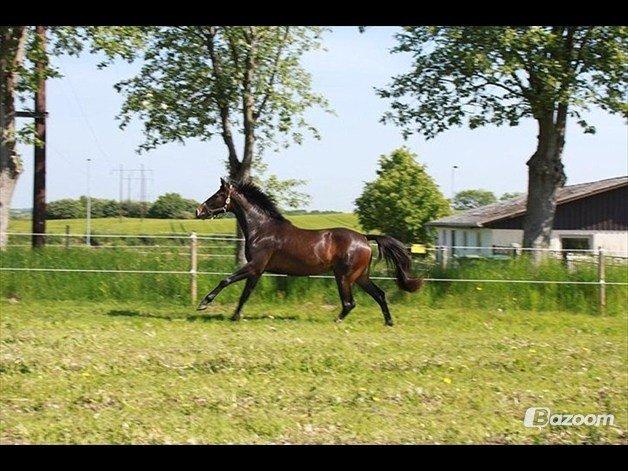 Dansk Varmblod Lunderup's Larina RDH billede 17
