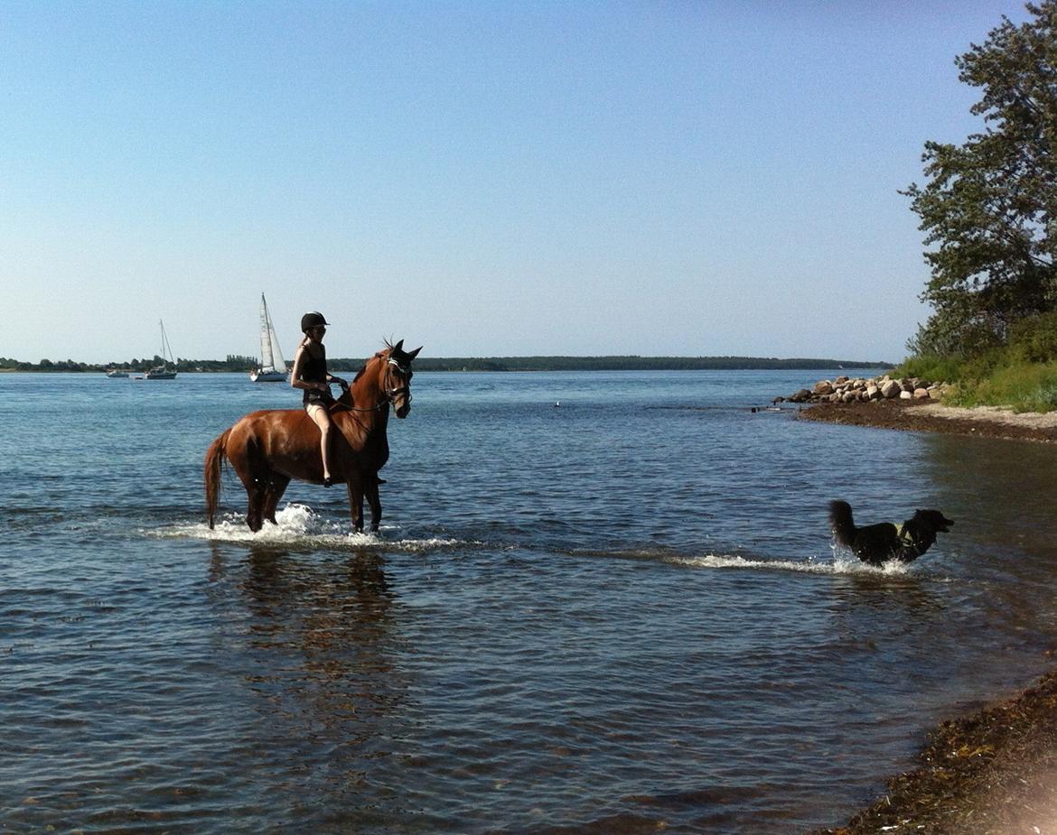 Frederiksborg Chica - GADETØSEN! <3 - Mine to skønne tosser! <3

En helt igennem fantastisk tur til stranden! <3

Chica's 2. gang, og 1 uden anden hest, men når Kiljan gik i, gjorde hun også,hun gør ALT det samme som ham <3 billede 7