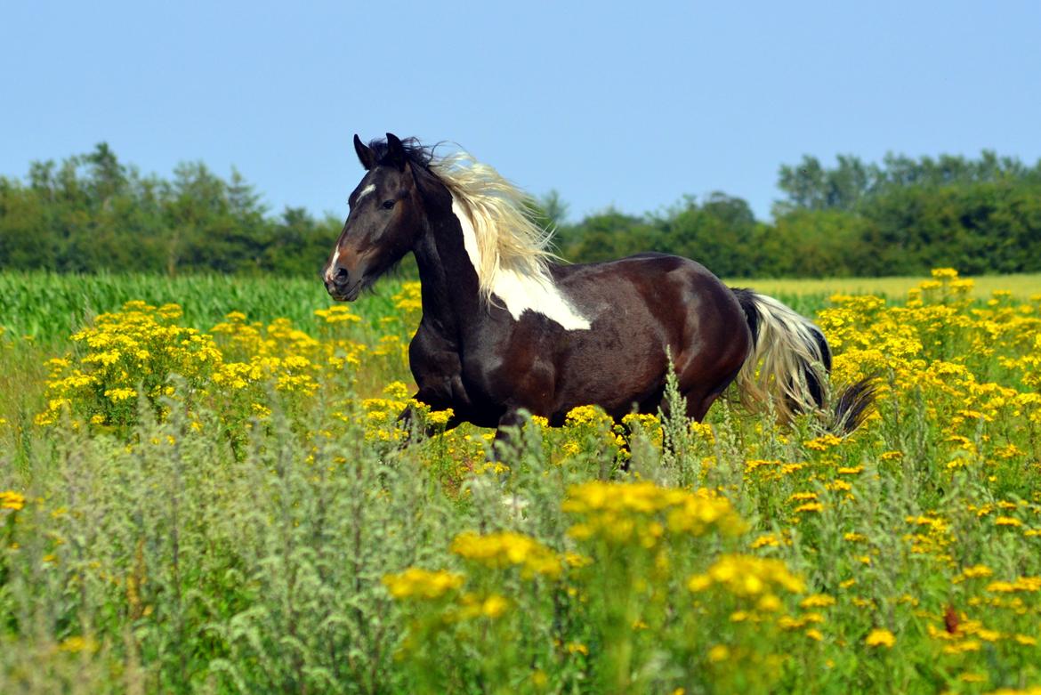 Barockpinto Drops Of Jupiter - Juli 2012 billede 6