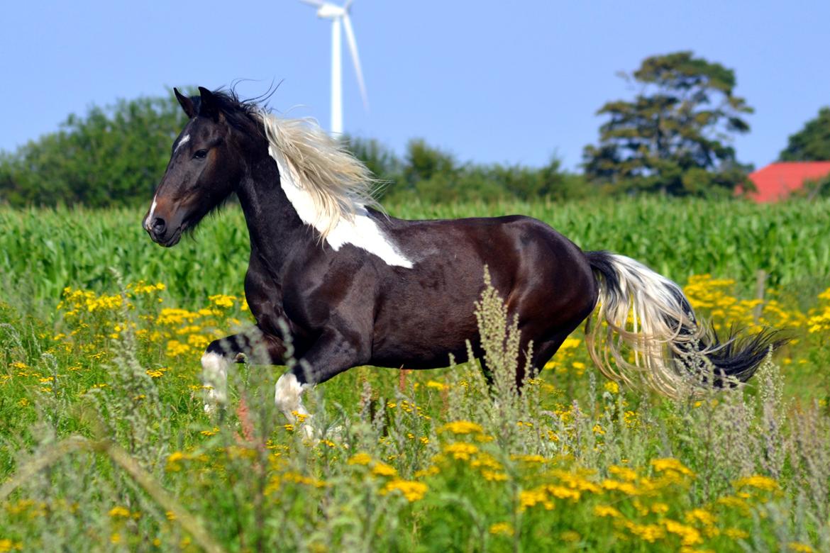 Barockpinto Drops Of Jupiter - Fuld galop på folden :-) billede 4