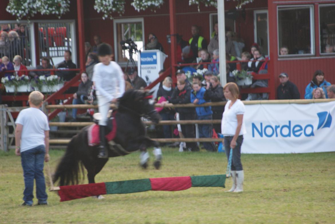 Welsh Pony af Cob-type (sec C) Dorthealyst Socks - Roskilde dyrskue 2012 - Freya og Socks som springekvipage:-) billede 3