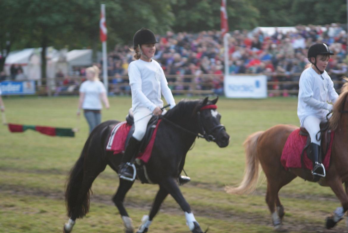 Welsh Pony af Cob-type (sec C) Dorthealyst Socks - Roskilde dyrskue - welsh show i "Det store hesteshow". Fri trav ud af den store ring:-) billede 12