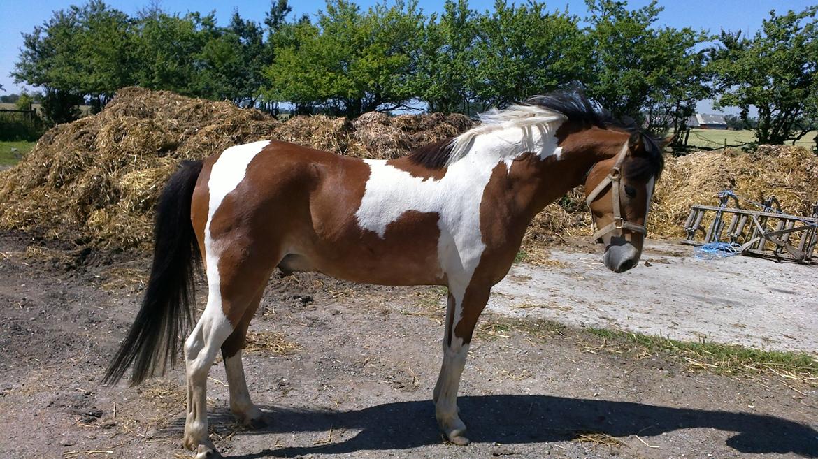 Anden særlig race Pegasus billede 16