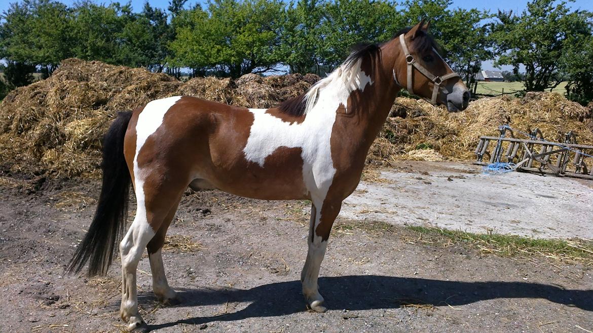 Anden særlig race Pegasus billede 1