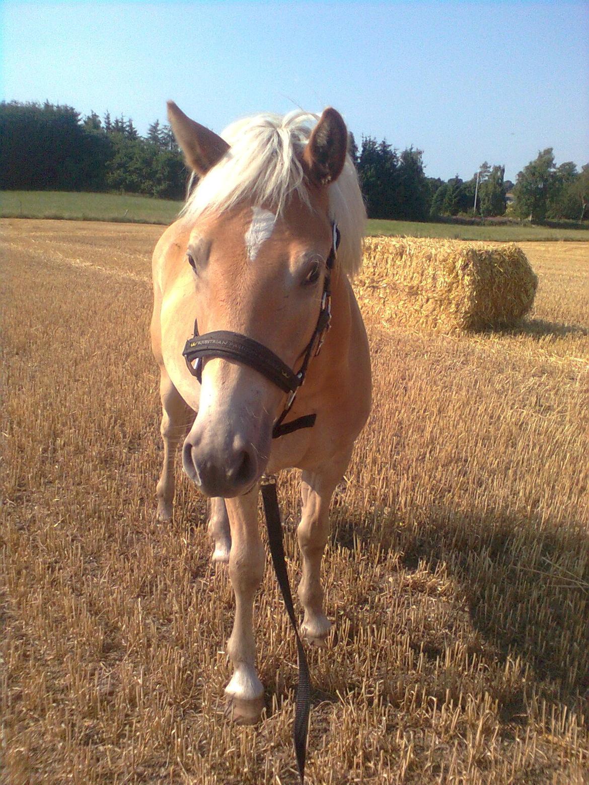 Haflinger Athæus MBM billede 16