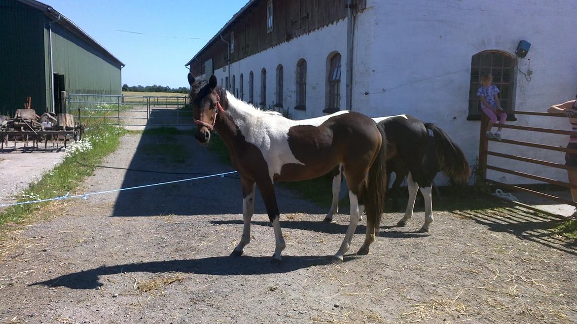 Anden særlig race Halkærhus Painted Lacey - Smukke Lacey, første dag på Spangsbæk. 1 år og 2 md billede 1