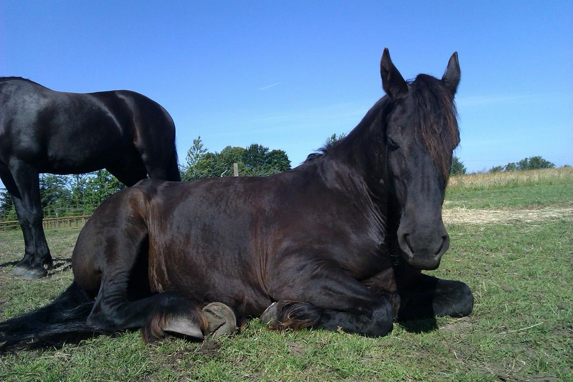 Frieser AKKE FAN DE SLACHTEDYK (Red og passede) - Akke-lakke og jeg putter inden en hård ridetur i varmen ;) 27. juli 2012. billede 12