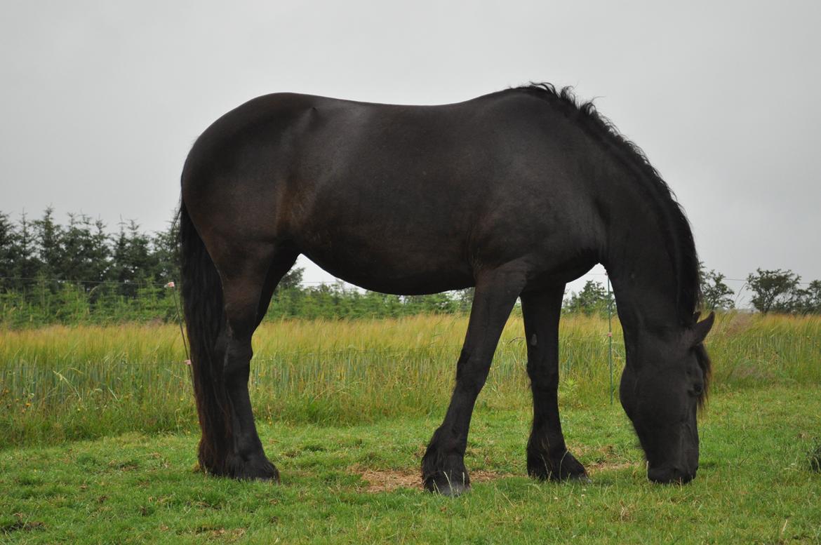 Frieser AKKE FAN DE SLACHTEDYK (Red og passede) - Skønne Akke på lææækker sommergræs! :D Juni 2012. billede 13