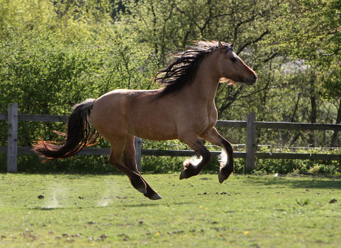 Anden særlig race MiTho's Codia - Sommer 2012, Taget af: AM 
 billede 6
