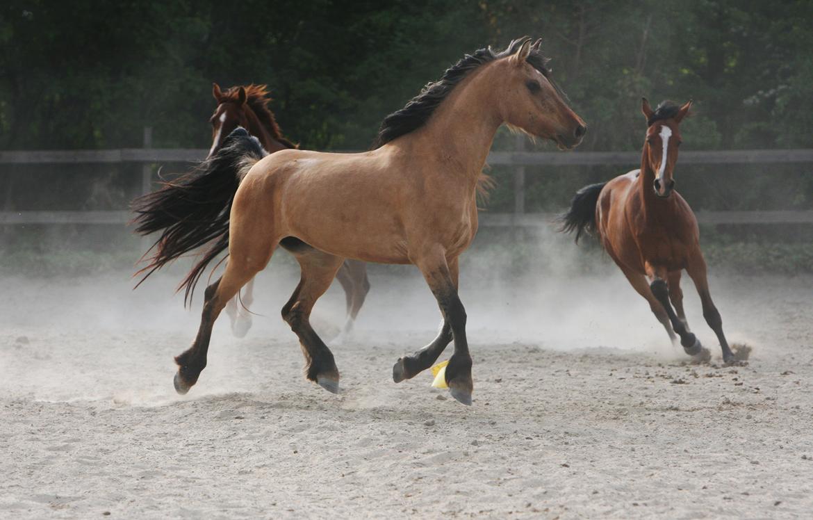 Anden særlig race MiTho's Codia - Sommer 2012, Taget af: AM 
 billede 10