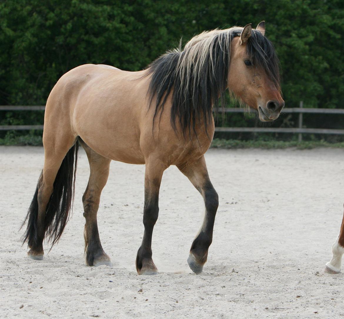 Anden særlig race MiTho's Codia - Sommer 2012, Taget af: AM 
 billede 20