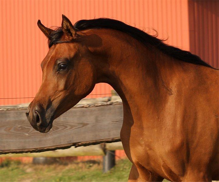 Arabisk fuldblod (OX) Eluniqa D. billede 1