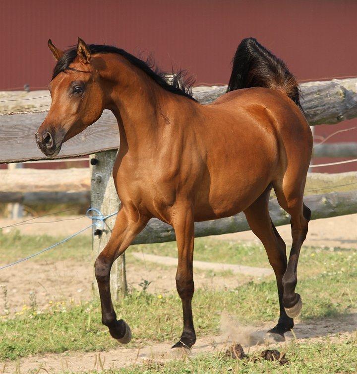 Arabisk fuldblod (OX) Eluniqa D. billede 16