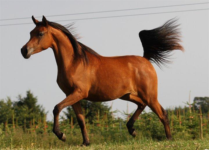 Arabisk fuldblod (OX) Eluniqa D. billede 17