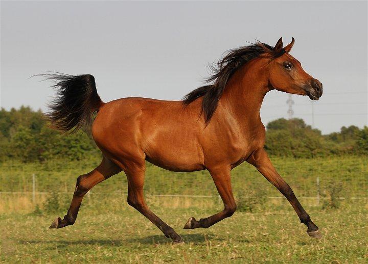 Arabisk fuldblod (OX) Eluniqa D. billede 18