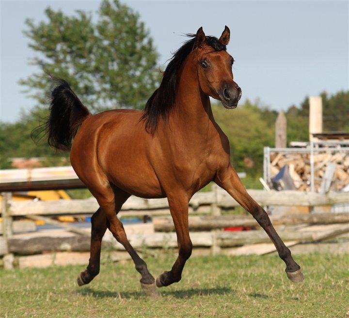 Arabisk fuldblod (OX) Eluniqa D. billede 19