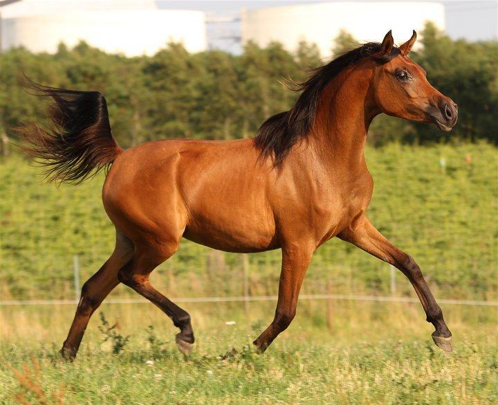 Arabisk fuldblod (OX) Eluniqa D. billede 20