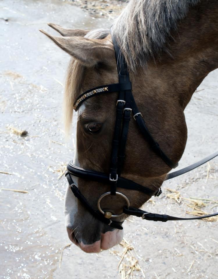 Hollandsk Sportspony Pokemon - Smukke Pokemon, med hans pandebånd fra KV Design :) billede 7