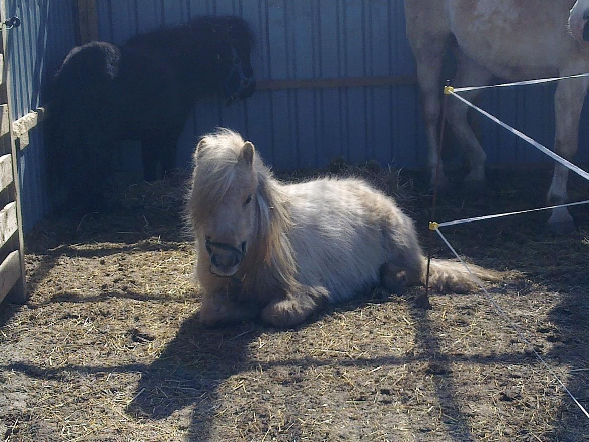 Shetlænder Alice <3 ! billede 5