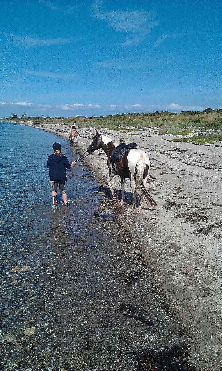 Pinto Angeliqe billede 13