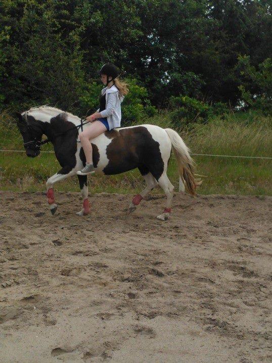 Pinto Angeliqe billede 2