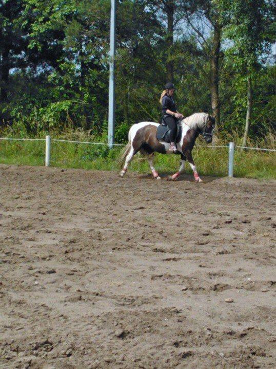 Pinto Angeliqe billede 3