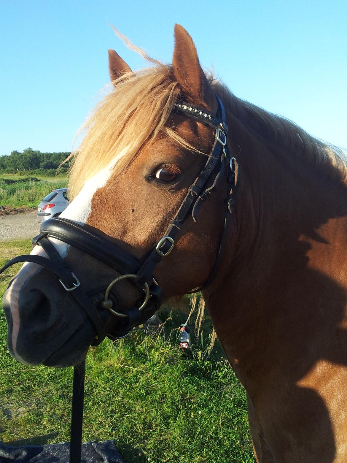Haflinger Hjorthekærs Ferrari billede 20