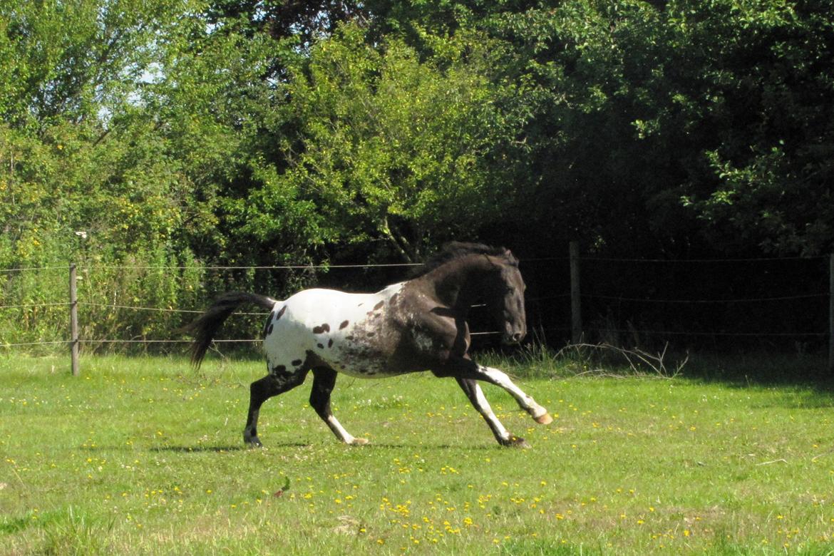 Knabstrupper svadilfare - Juli 2012 - 22 md. billede 3