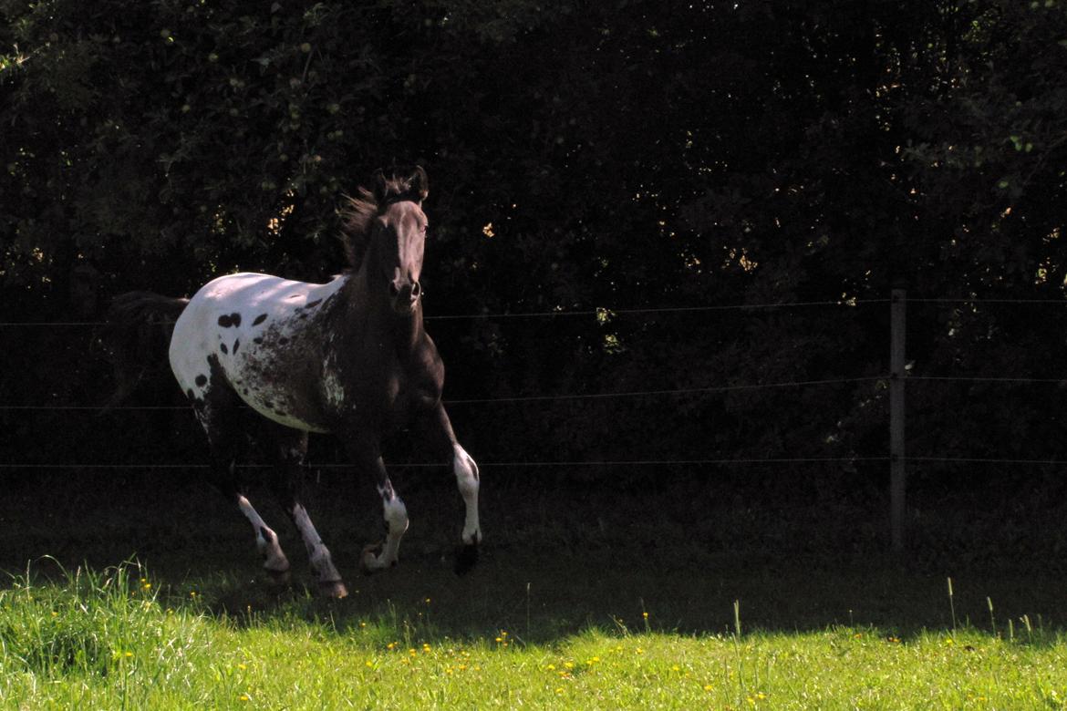 Knabstrupper svadilfare - Juli 2012 - 22 md. billede 1