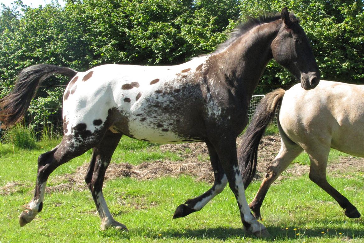 Knabstrupper svadilfare - Juli 2012 - 22 md. billede 4